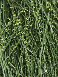 Image result for Psilotum nudum
