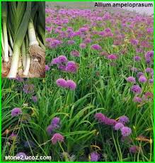 الكراث كراث نبطي او بصل العفريت معلومات وفوائد Allium Ampeloprasum الخضروات النبات معلومان عامه معلوماتية Plants Allium Frit