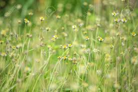 Lawn weeds with little yellow flowers. Little White Flower With Yellow Pollen Little Iron Weed Grass Flower Stock Photo Picture And Royalty Free Image Image 60720638