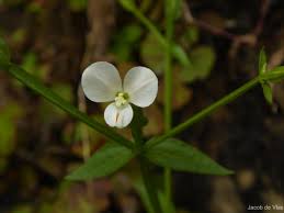 Image result for Canscora alata