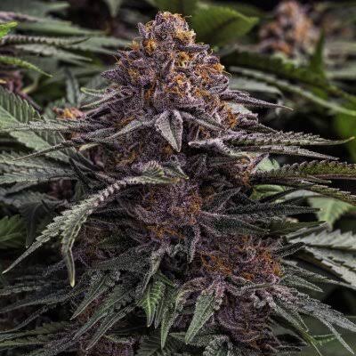 Tête de fleur Grand Daddy Purple Kush France aux teintes violettes intenses