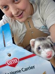 Agility training rewards for working hard