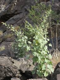 Image result for Abutilon pycnodon