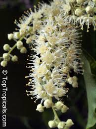 Image result for Combretum