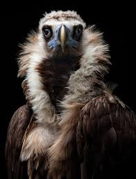 French Birds Of Prey Pictures Coffeenuts Animals Beautiful Beautiful Birds Animal Faces