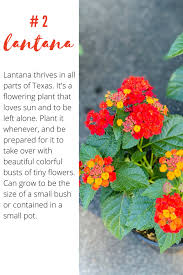 These hardy flowers are tough to kill—in most areas of the united states, pansies are resilient you can purchase fully grown plants at most gardening stores and deposit them directly into the ground. Easy Plants For People Who Aren T Plant People Easy Plants Fruit Garden Plans Sun Loving Plants