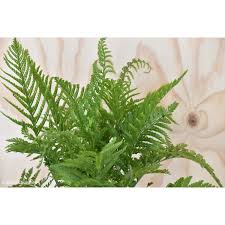Image result for Asplenium barteri