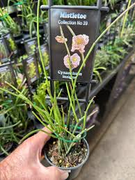 Image result for Cynanchum orangeanum