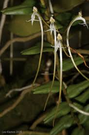 Image result for Solenangis