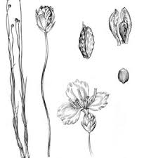 Image result for Xyris laniceps