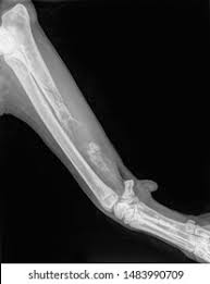 Symptoms of bone cancer are pain, swelling and sometimes bone breakage. Lateral Xray Front Leg Dog Severe Stock Photo Edit Now 1483990709