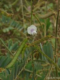 Image result for Tephrosia noctiflora
