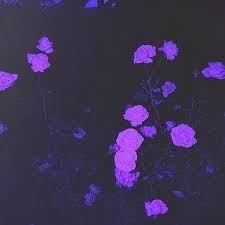 Photo Violet Aesthetic Lavender Aesthetic Dark Purple Aesthetic
