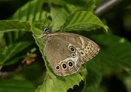 Image result for Lopinga achine