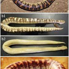We provide aggregated results from multiple you can easily access information about arabian sand boa for sale by clicking on the most relevant. Pdf Notes On Morphology Of The Arabian Sand Boa Eryx Jayakari Boulenger 1888 Serpentes Erycidae From Iran