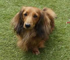 Red Sable Long Haired Dachshund Long Haired Dachshund Mini Long Haired Dachshund Long Haired Miniature Dachshund