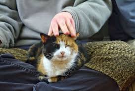 Check spelling or type a new query. Nama Kucing Nabi Dan Sifat Sifatnya Yang Mulia Lengkap