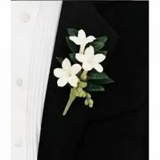 Image result for Stephanotis