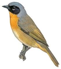 Image result for Sphedamnocarpus