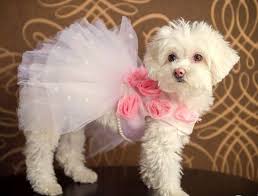 Dog Harness Dress Rose Couture Dog Dress Tutu Dog Dress Etsy In 2020 Dog Harness Dress Dog Wedding Dress Dog Dresses