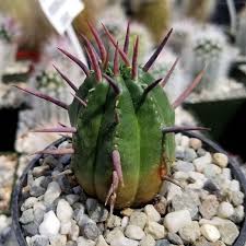 Image result for Euphorbia espinosa
