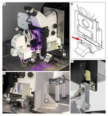 Plant cells, tissues and organs are adapted to their functions. Live Tracking Of Moving Samples In Confocal Microscopy For Vertically Grown Roots Elife