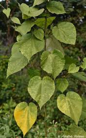 Image result for Wissadula