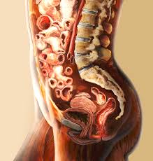 The major muscles of the abdomen include the rectus abdominis in front, the external obliques at the sides, and the latissimus dorsi muscles in the back. Female Abdomen Photograph By Anatomical Travelogue