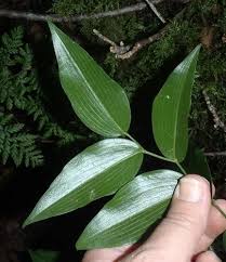 Image result for Behnia