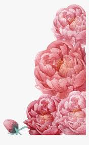 Pink peony peony flower vector peony flower peony flower material color peony flower subshrubby peony flower pink watercolor flower cartoon peony flower peony flower decoration. Clip Art Peonies Flowers Hd Png Download Kindpng