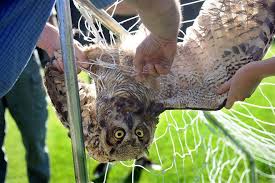 PHOTOS: State biologists rescue trapped owl in Weston