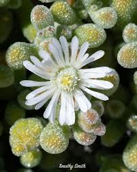 Image result for Stathmostelma welwitschii