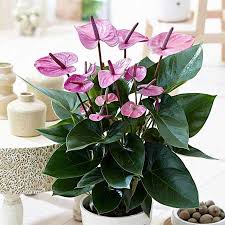 Untuk hiasan indoor kamu bisa menggunakan pot lukis untuk menambah keindahan bunga. Tanaman Hias Indoor Yang Bagus Dan Mudah Dirawat Blog Unik