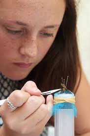 In search of a better bee