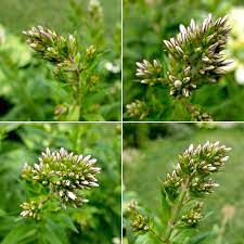 Pin On Garden House Plants
