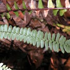 Image result for Asplenium gemmiferum