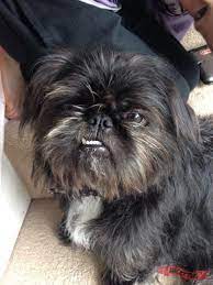 Pug Cross Shih Tzu Pug Zu Hybrid Breed Information Reviews Pictures Pug Zu Affenpinscher Mix Pug Cross