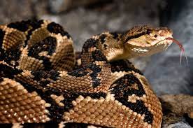Lachesis Muta Bushmaster Cute Snake Snake Venom Bushmaster