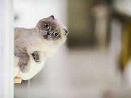 No cats doing other things. Why Coronavirus Quarantine Is Making Your Cat Or Dog Act Weird Vox