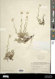 Image result for Landolphia parvifolia