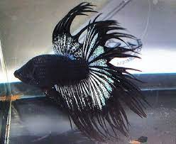 Known best for their beautiful fins and color. Crown Tail Betta Betta Fish Betta Fish