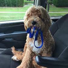 Alabama alaska arizona arkansas california colorado connecticut delaware district of columbia florida georgia hawaii idaho illinois indiana iowa kansas kentucky louisiana maine maryland massachusetts michigan minnesota. Indiana Goldendoodles Rocky Ridge Acres