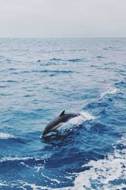 Leaping Dolphin Marine Animal Wildlife Photography Marine Animals Ocean Animals Sea Animals