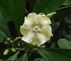 Image result for Voacanga thouarsii