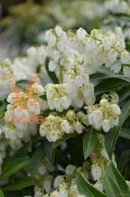 Image result for Pieris japonský debutante obrázek