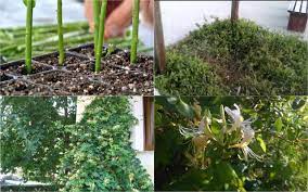 Mâna maicii domnului se plantează primăvara devreme, după ultimul îngheț, întocmai ca un copac. Mana Maicii Domnului Sfaturi Pentru Plantare Ingrijire Si Inmultire