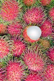We did not find results for: 60 Gambar Buah Buahan Apel Mangga Jeruk Dll Lengkap