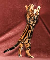 marbled bengal katzen bengal katzchen katzen kaufen
