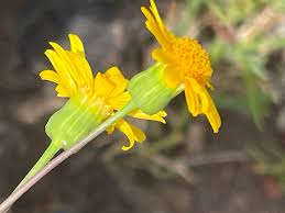 Image result for Emilia discifolia