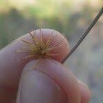 Image result for Actinoschoenus